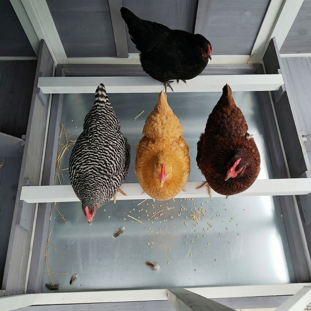 150" Extra Large Chicken Coop with Solid Fir furniture-style and Easy-Clean Tray