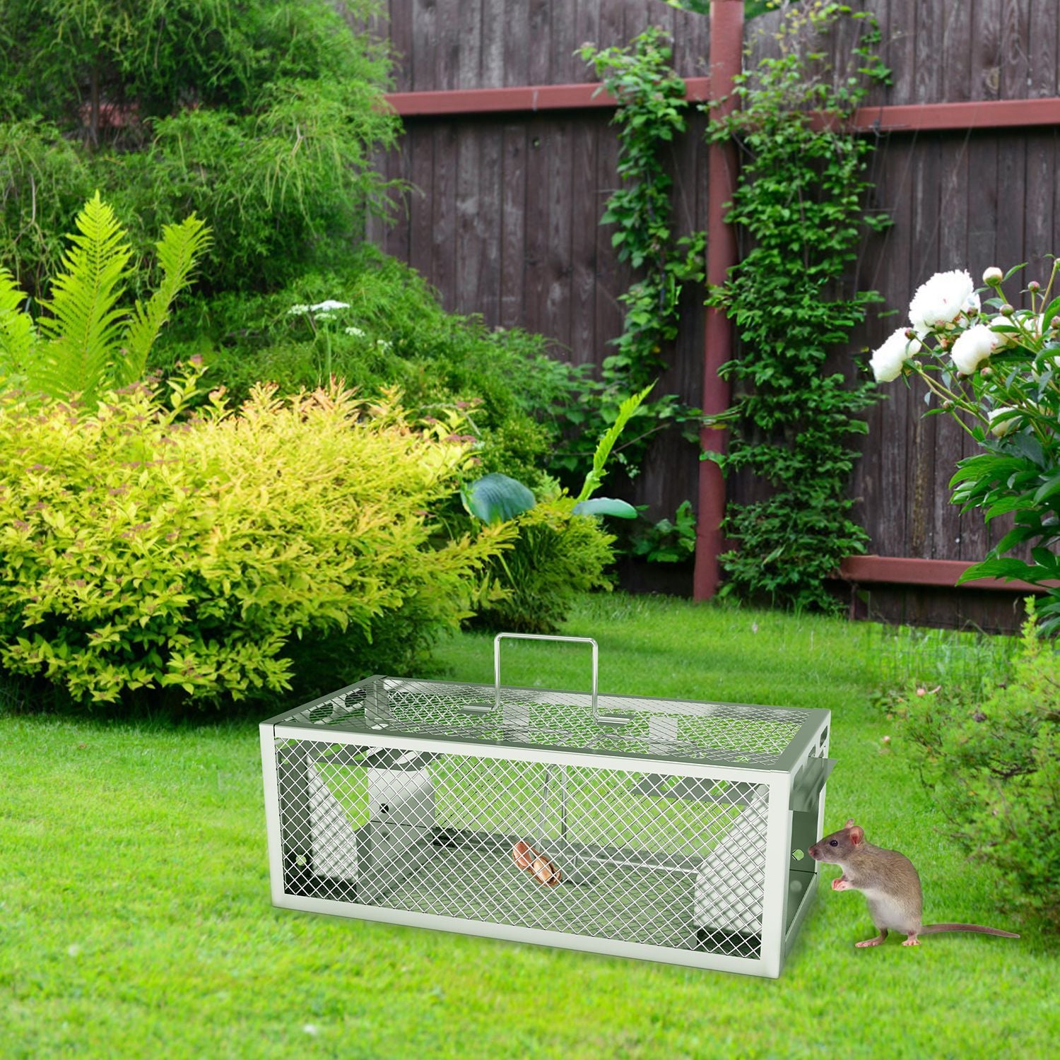 Catch Multiple Mice Continuously with Our Humane Dual-Door Rat Trap