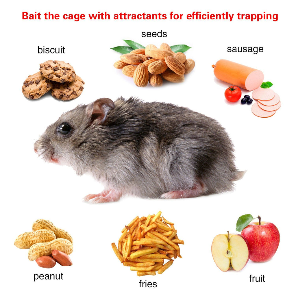 Humane Mouse Trap 2-Pack: Catch & Release Rodents Safely