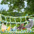 everyday Pet-Safe Climbing Rope Net for Bird Cages