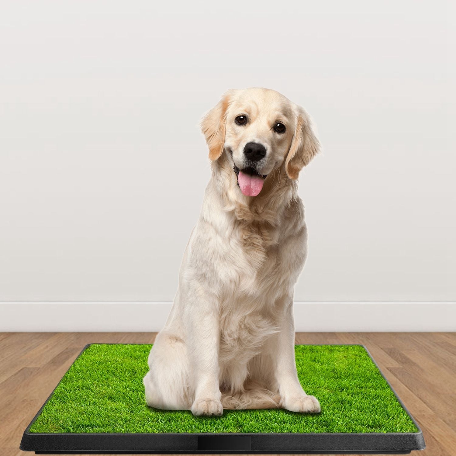 No More Accidents: The Indoor Grass Potty Your Dog Will Love