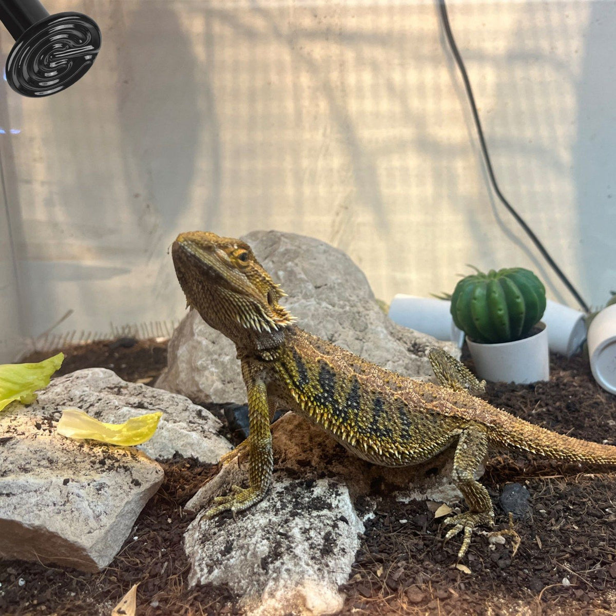 No-Light Infrared Heat Lamp for Reptile Terrariums and Small-Pet Brooders