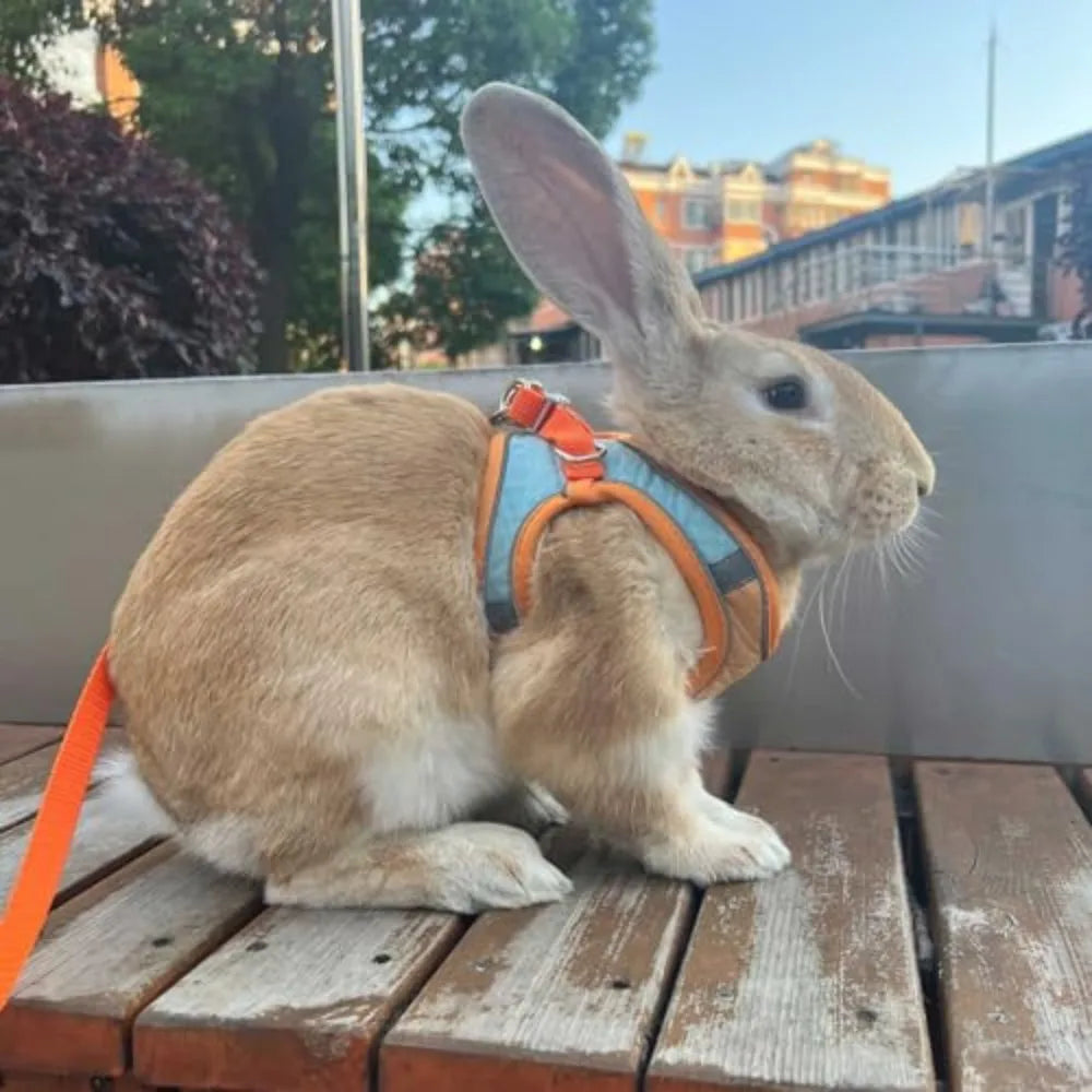 Reflective Rabbit Harness and Leash Set for Small Pet Walks