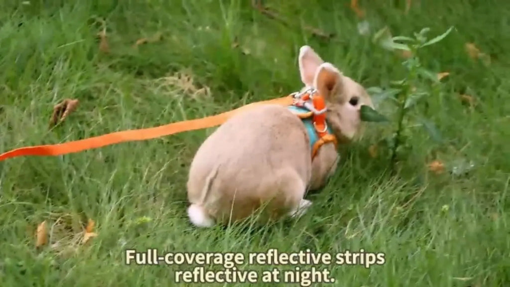 Reflective Rabbit Harness and Leash Set for Small Pet Walks