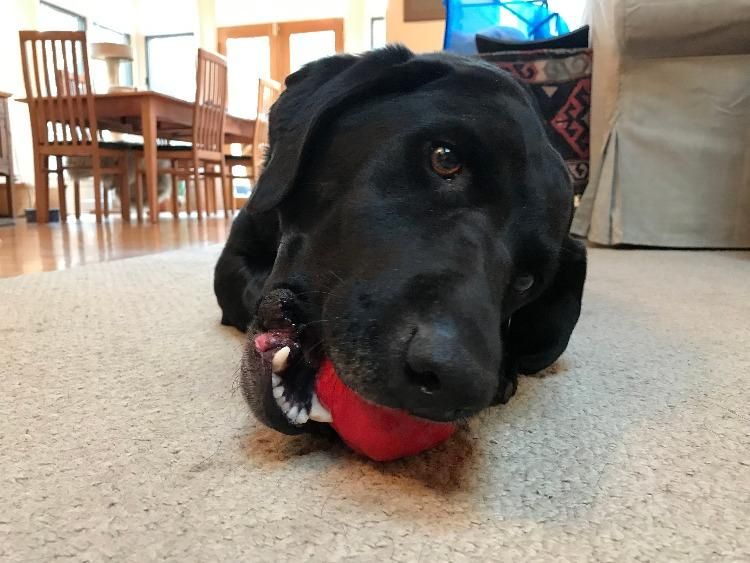 Asteroid Ultra-everyday chew-focused Dog Chew Toy for Heavy Chewers
