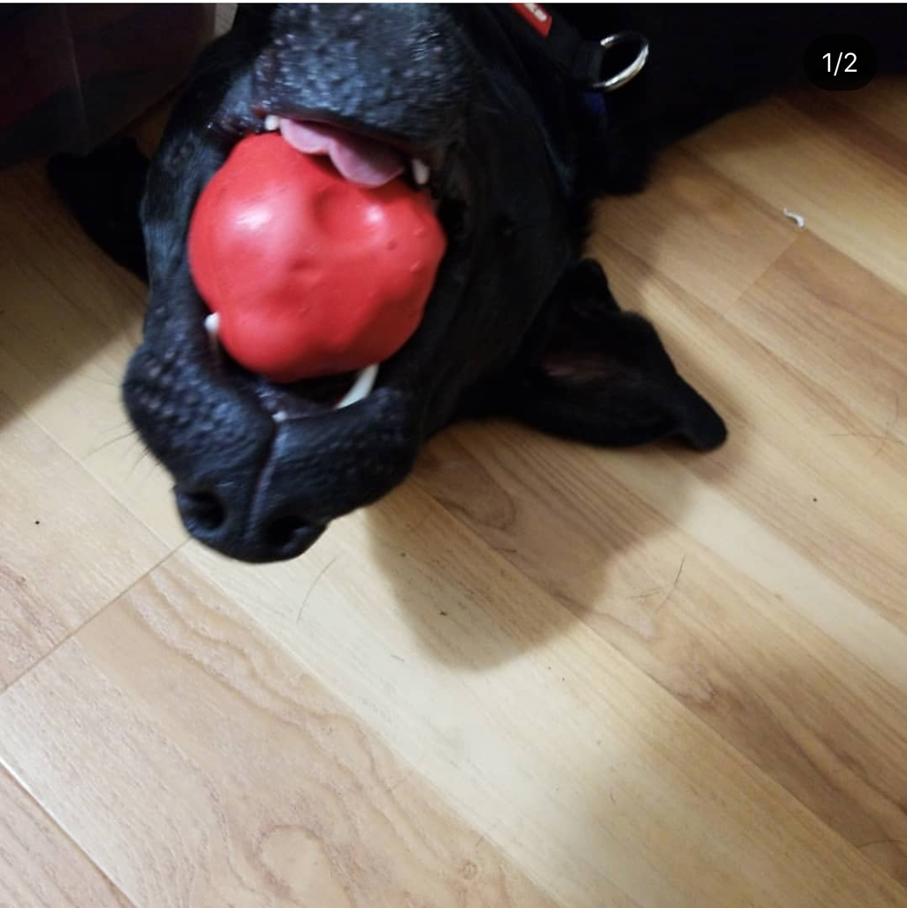 Asteroid Ultra-everyday chew-focused Dog Chew Toy for Heavy Chewers