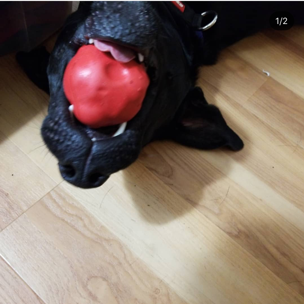 Asteroid Ultra-everyday chew-focused Dog Chew Toy for Heavy Chewers