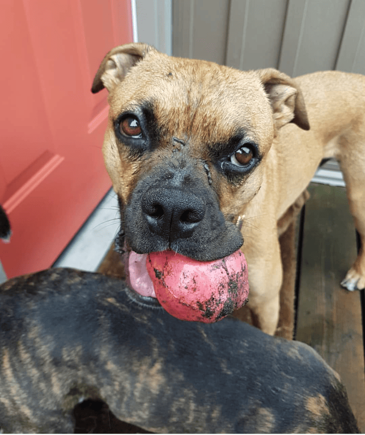 Asteroid Ultra-everyday chew-focused Dog Chew Toy for Heavy Chewers