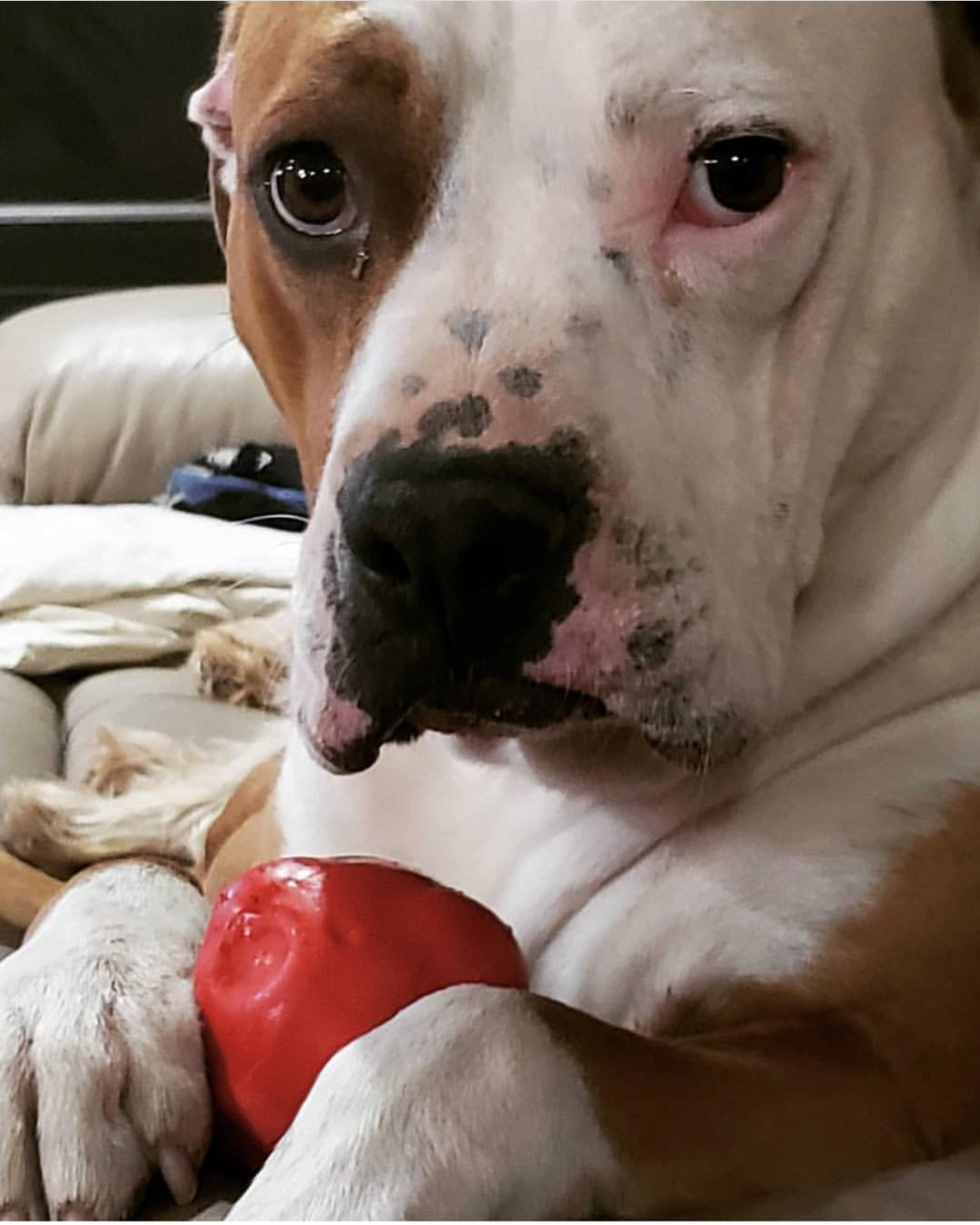 Asteroid Ultra-everyday chew-focused Dog Chew Toy for Heavy Chewers