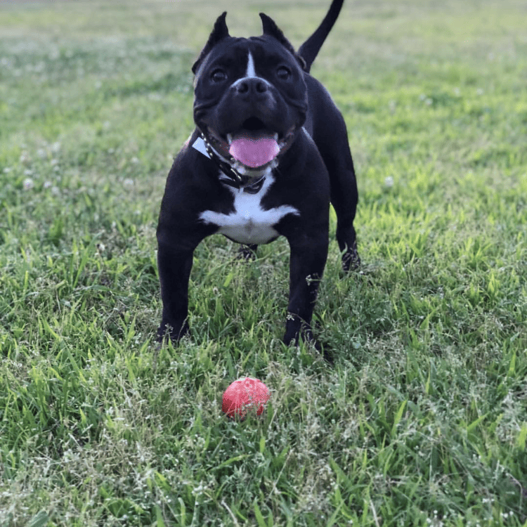 Asteroid Ultra-everyday chew-focused Dog Chew Toy for Heavy Chewers