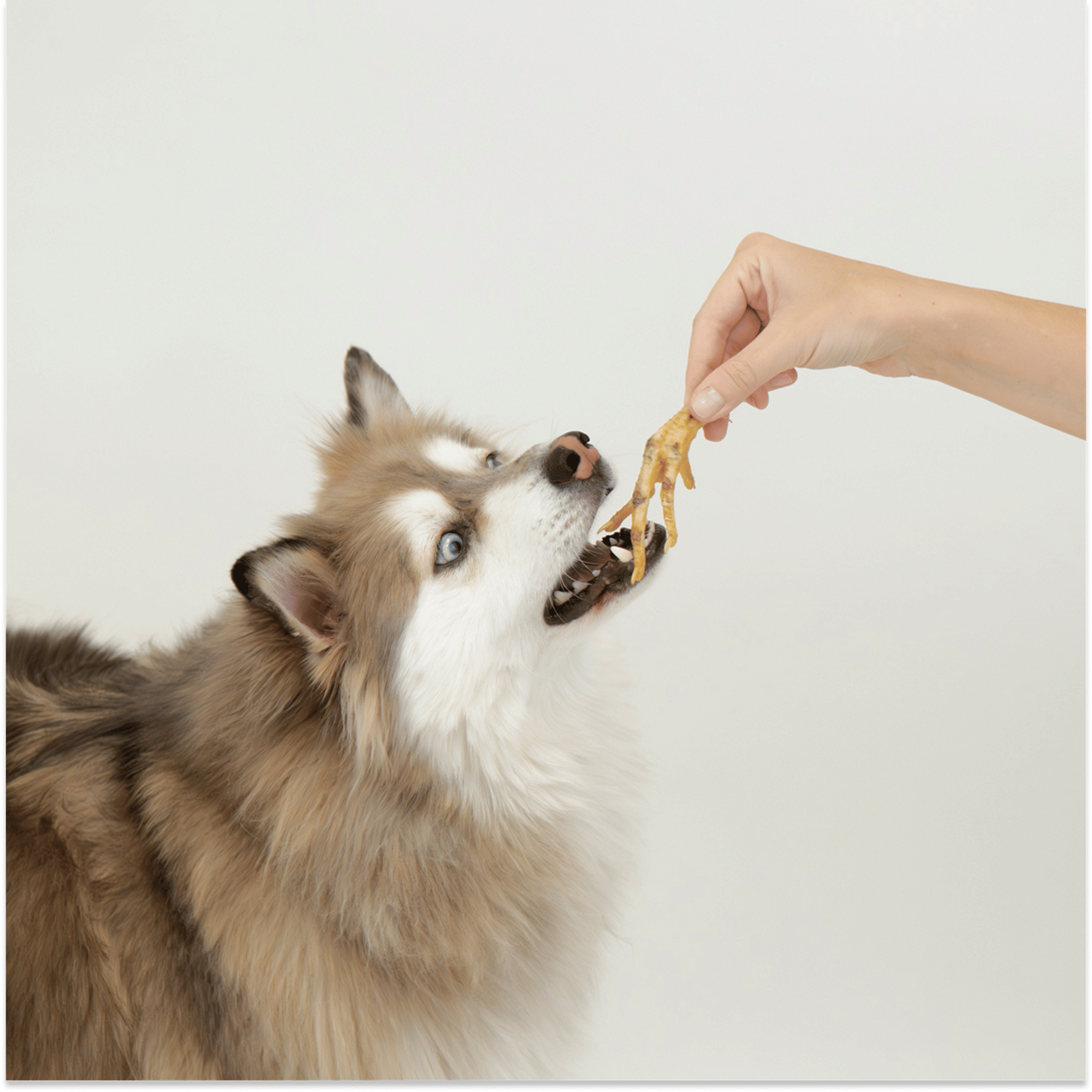 Crunchy Chicken Feet: Natural Glucosamine for Happy Joints