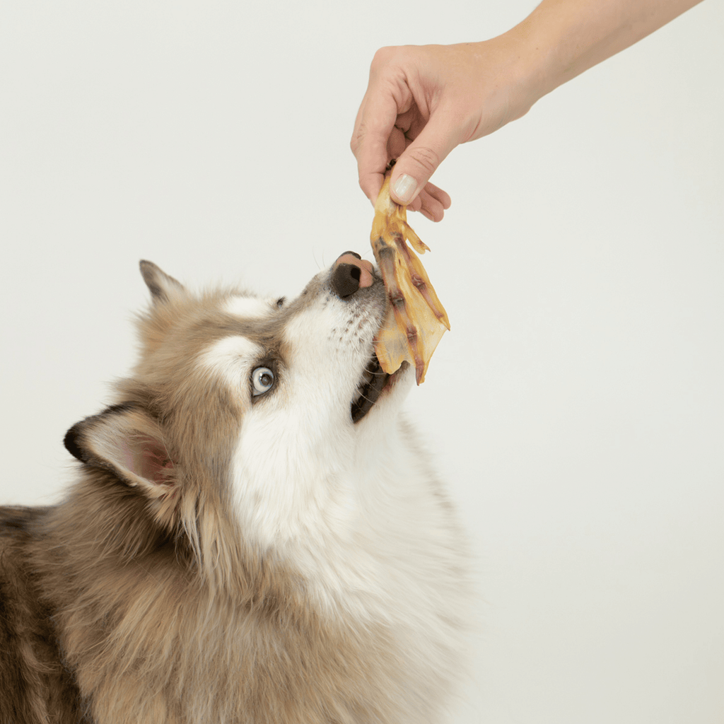 Crunchy Duck Feet Dog Treats – Single-Ingredient, Digestible & Novel Protein