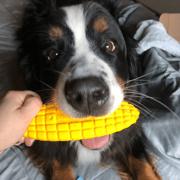 Ultra-everyday Corn on the Cob Nylon Dog Toy for Aggressive Chewers
