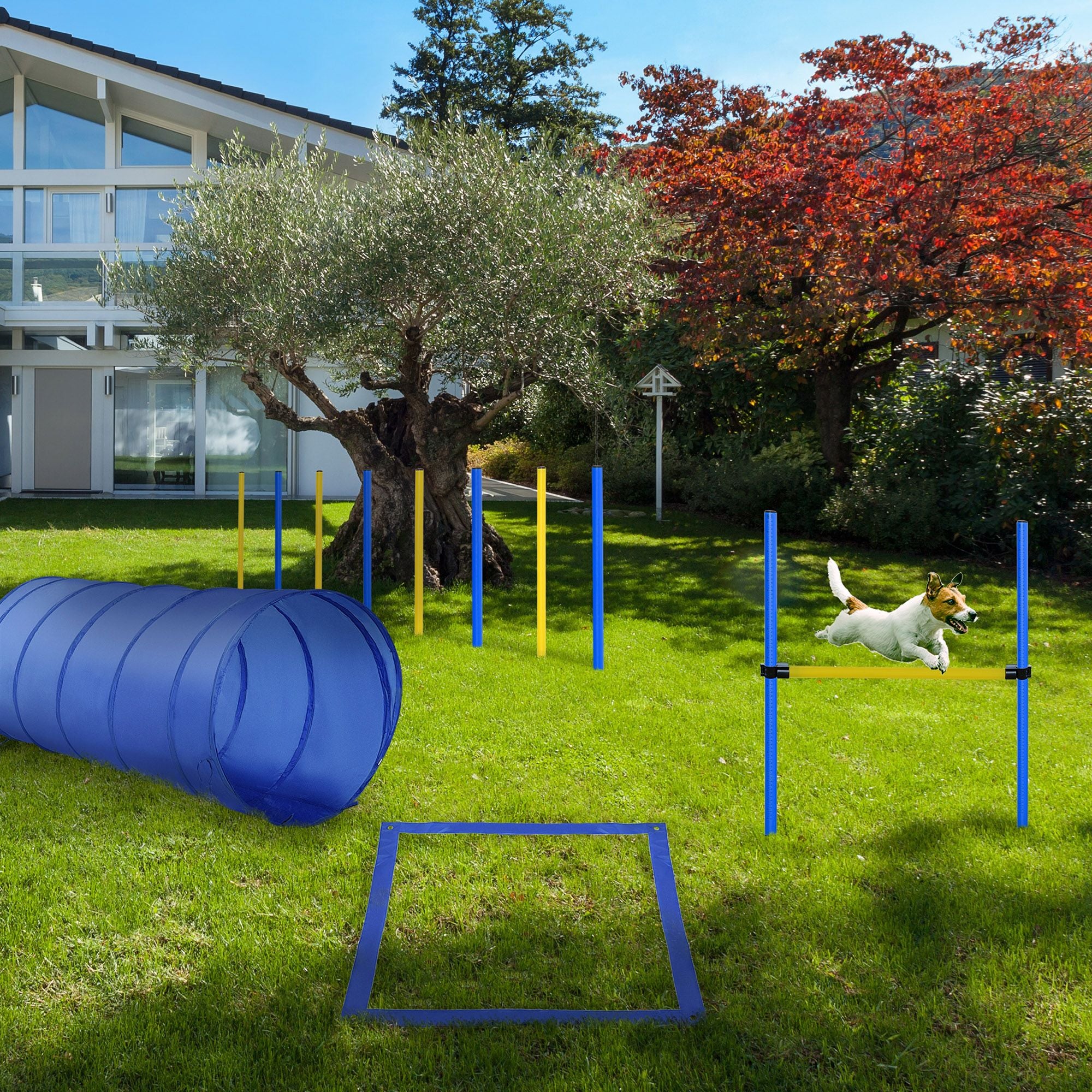 Build Your Dog's Agility Skills with This 4-Piece Training Set