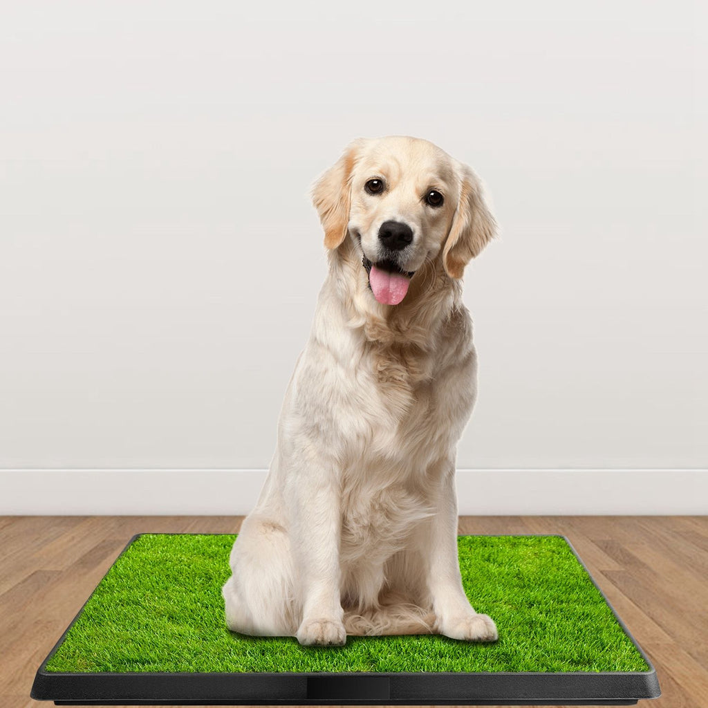 No More Messy Accidents: Your Dog's Own Indoor Potty Patch