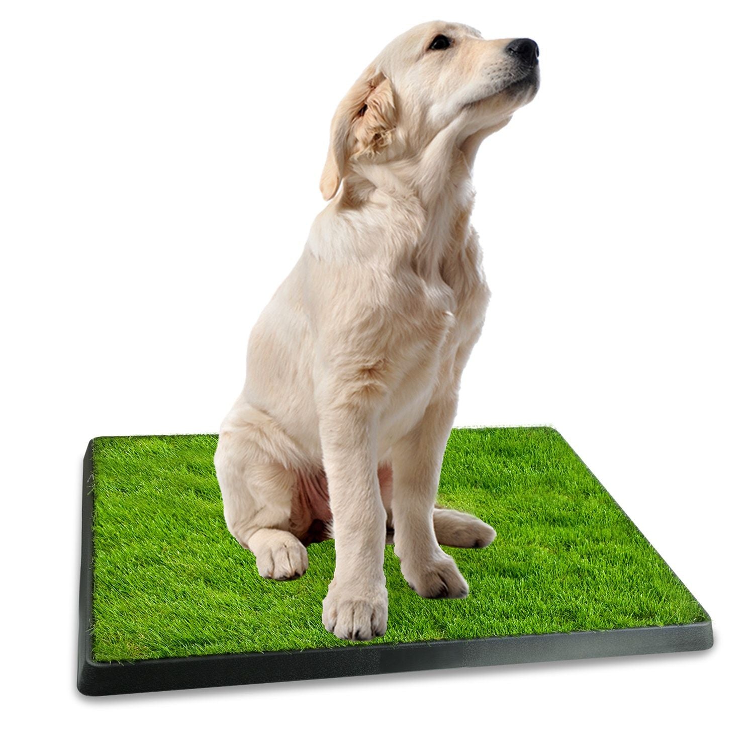 No More Messy Accidents: Your Dog's Own Indoor Potty Patch