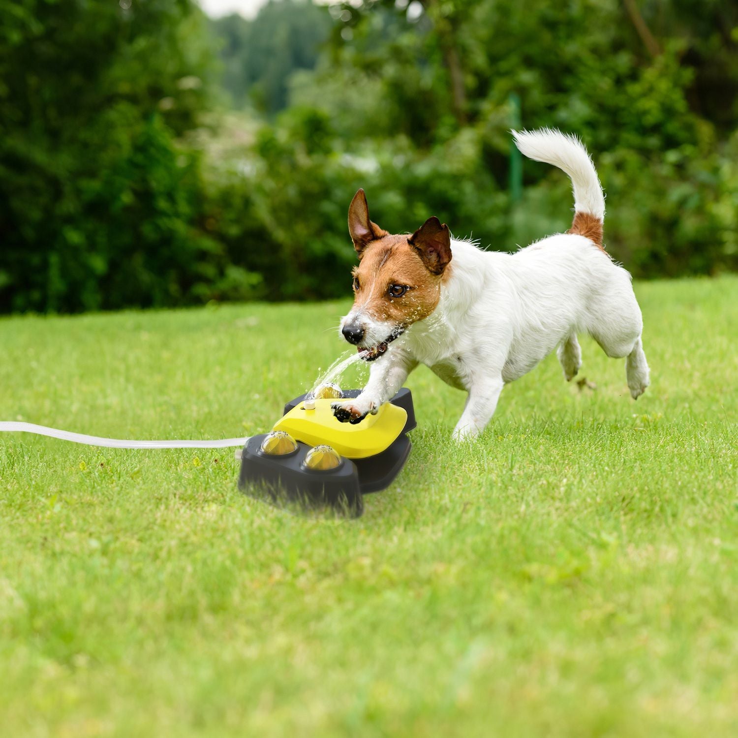 Automatic Dog Water Fountain with Sprinkler for Drinking and Fun
