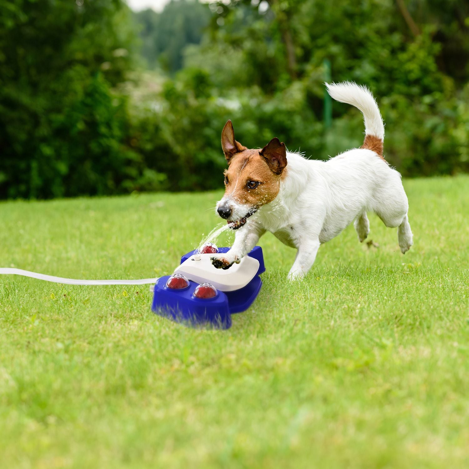 Automatic Dog Water Fountain with Sprinkler for Drinking and Fun