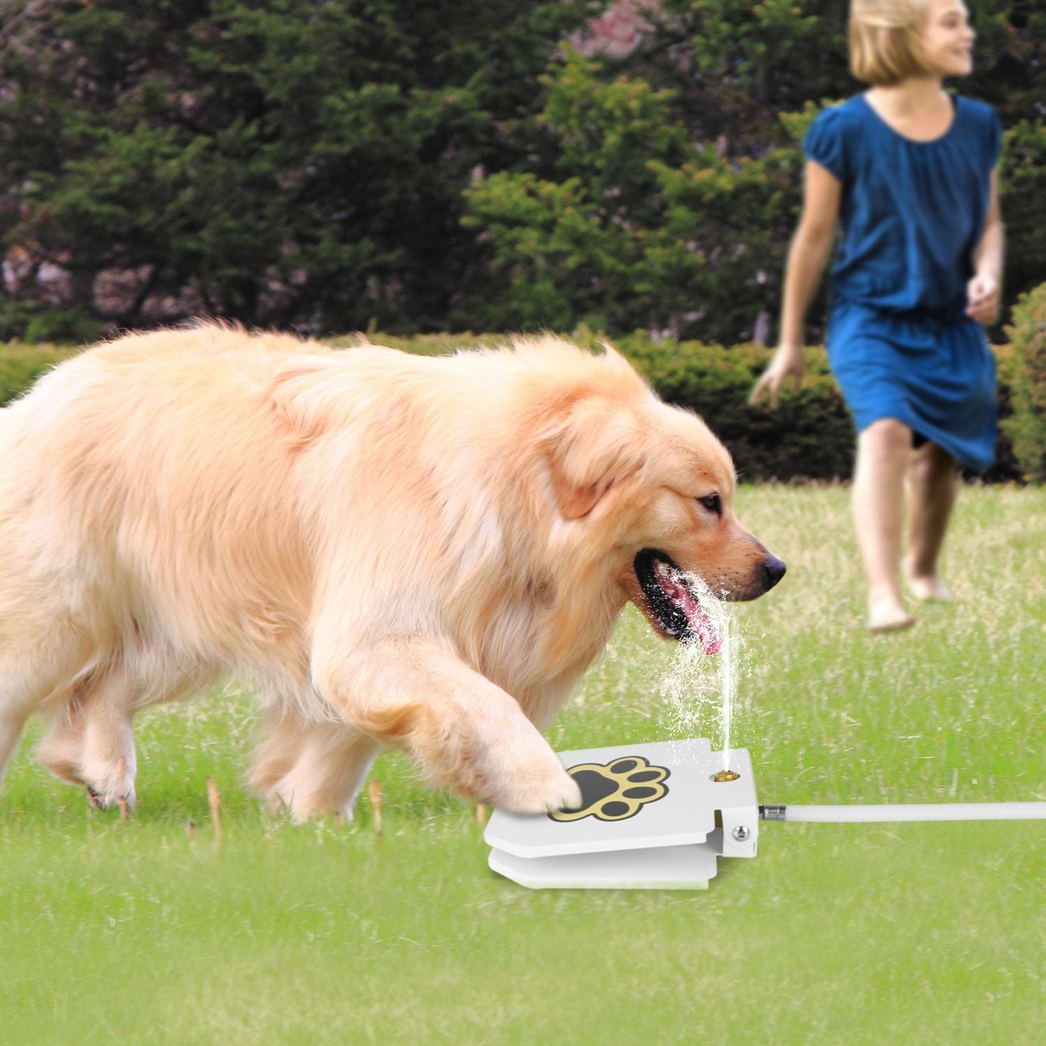 Never Refill a Water Bowl Again – Fresh Water On Demand!