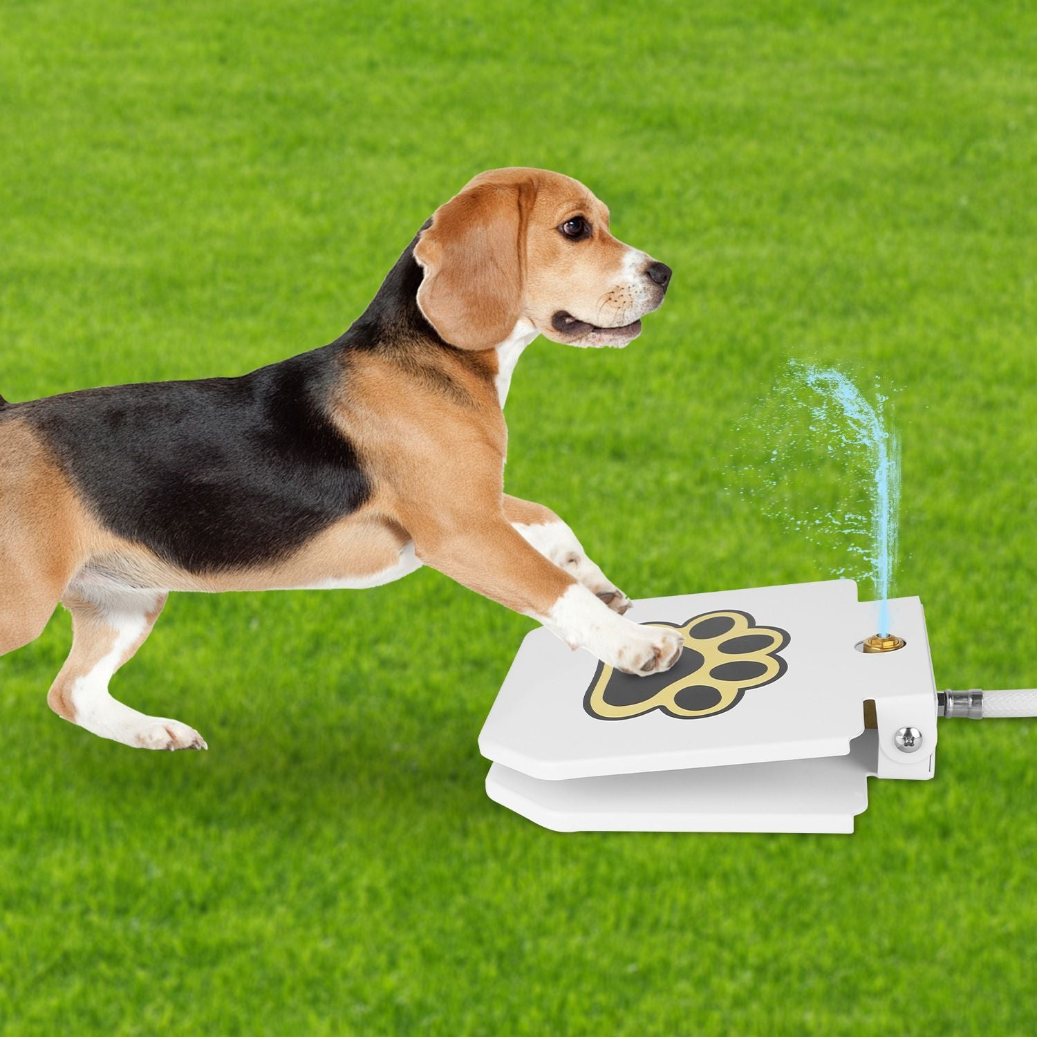 Never Refill a Water Bowl Again – Fresh Water On Demand!