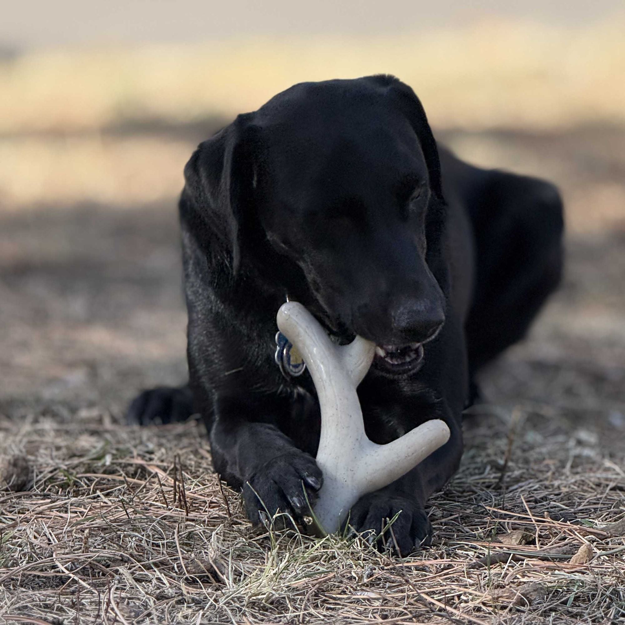 SodaPup Ever Antler Nylon Chew Bone – everyday Elk Antler-Shaped Dog Toy for Aggressive Chewers