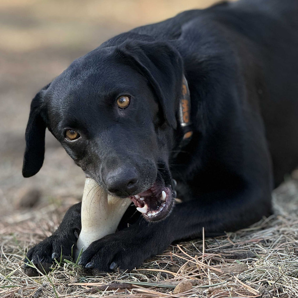SodaPup Ever Antler Nylon Chew Bone – everyday Elk Antler-Shaped Dog Toy for Aggressive Chewers