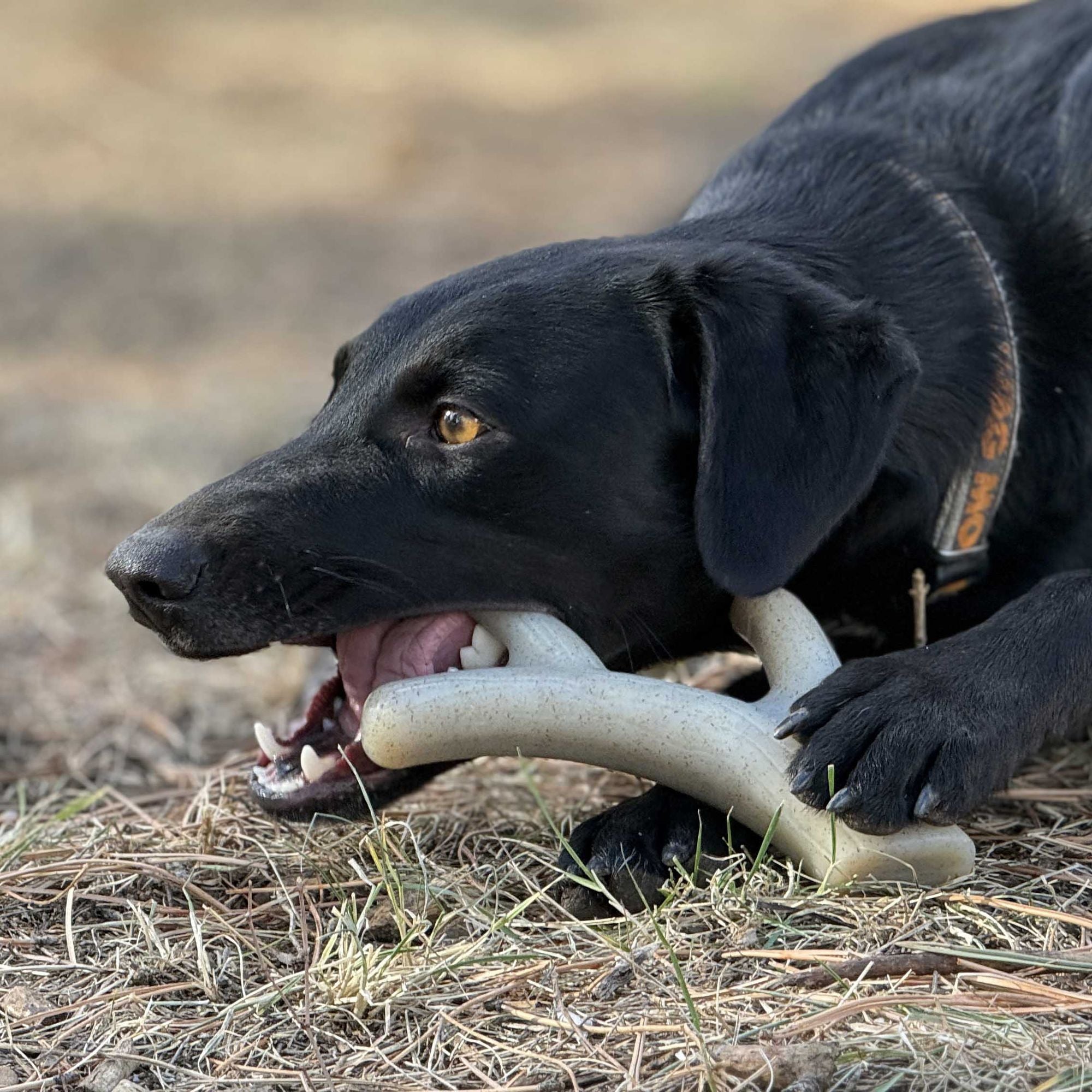 SodaPup Ever Antler Nylon Chew Bone – everyday Elk Antler-Shaped Dog Toy for Aggressive Chewers