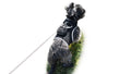 Never Lose Sight of Your Pet with This GPS Tracker Harness