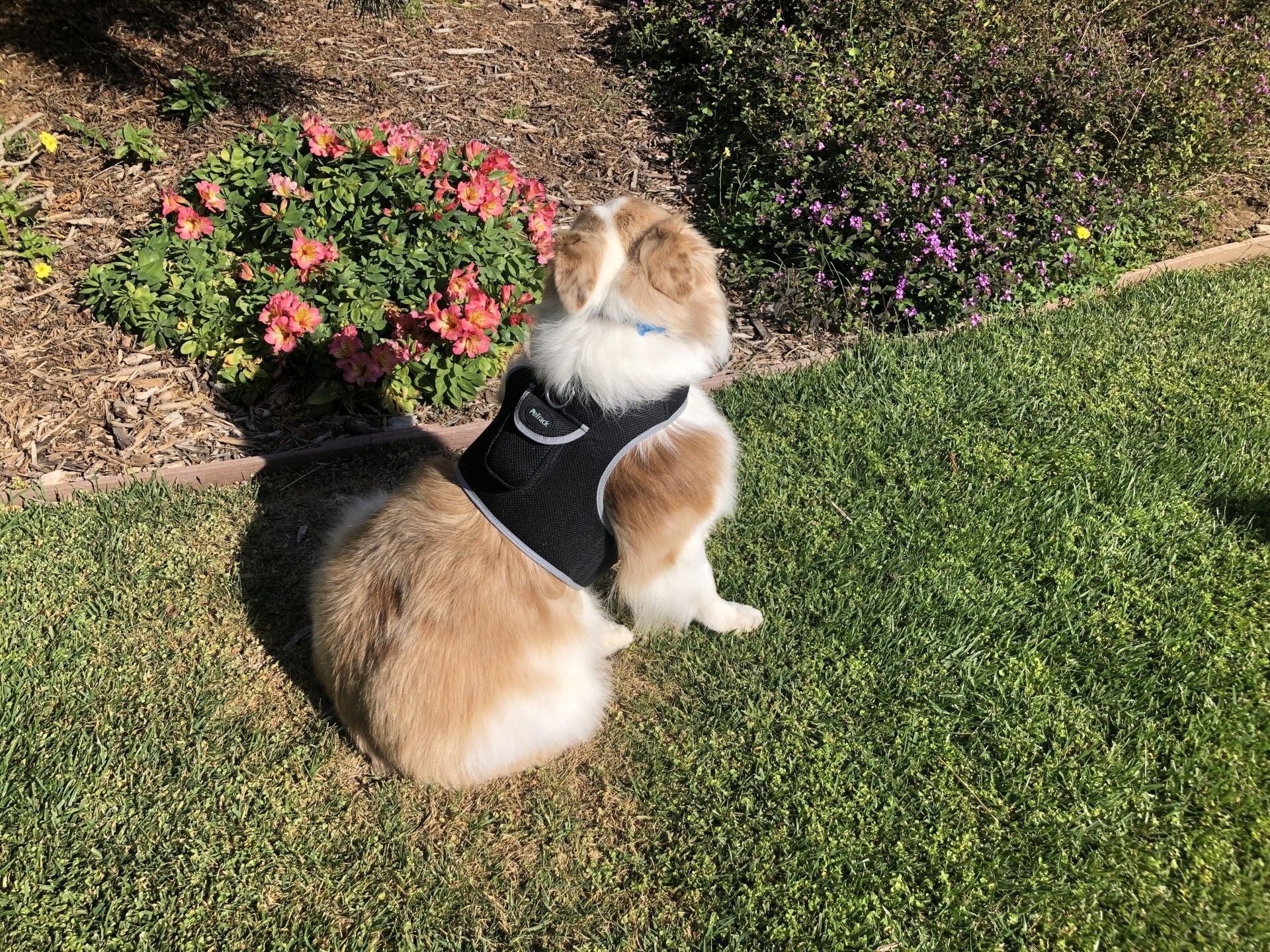 Never Lose Sight of Your Pet: GPS Tracker Harness with Real-Time Tracking