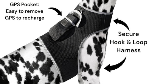Keep Your Pet Safe with the Affordable GPS Tracking Harness