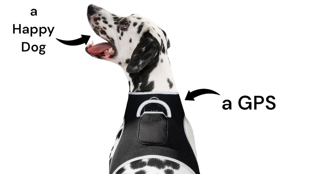 Track Your Pet Anywhere for Just $8/Month – No Contracts, Full Peace of Mind