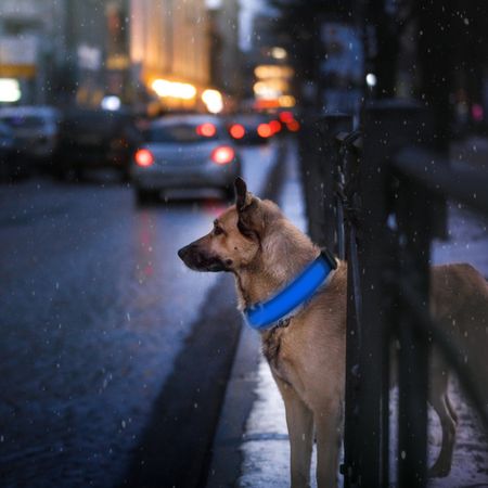 LED Dog Collar with 3 Light Modes and USB Rechargeable