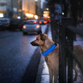 LED Dog Collar with 3 Light Modes and USB Rechargeable