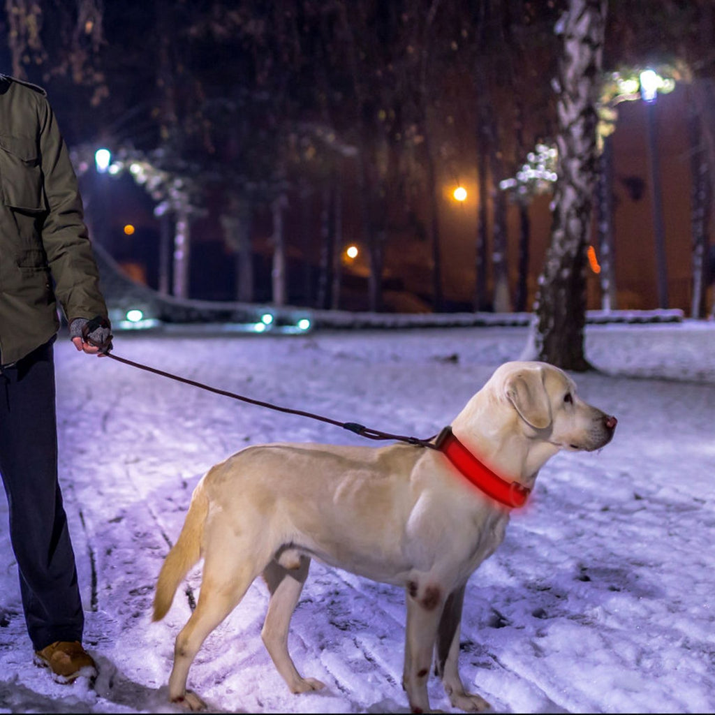 LED Dog Collar with 3 Light Modes and USB Rechargeable