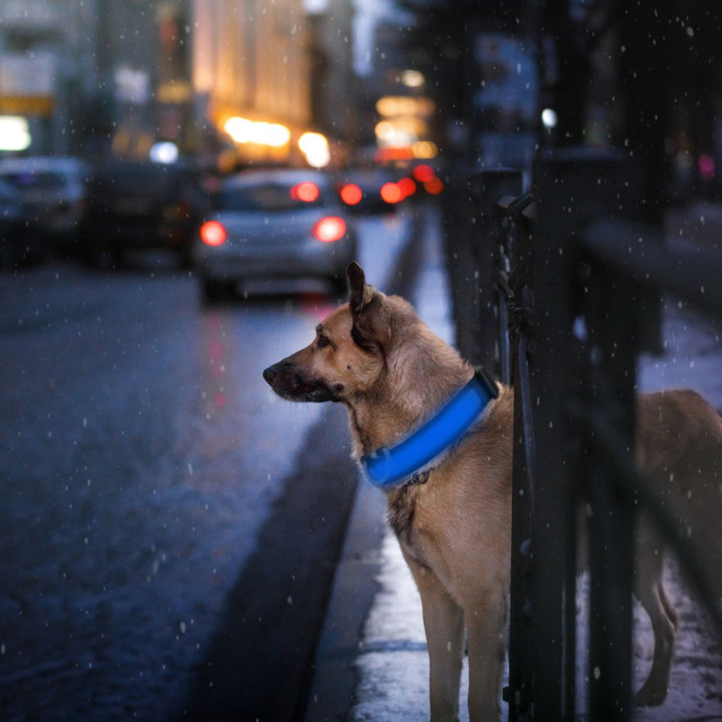 LED Dog Collar with 3 Light Modes and USB Rechargeable