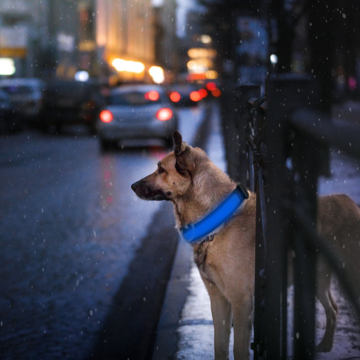 LED Dog Collar with 3 Light Modes and USB Rechargeable