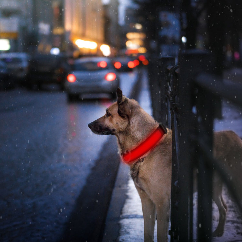 LED Dog Collar with 3 Light Modes and USB Rechargeable