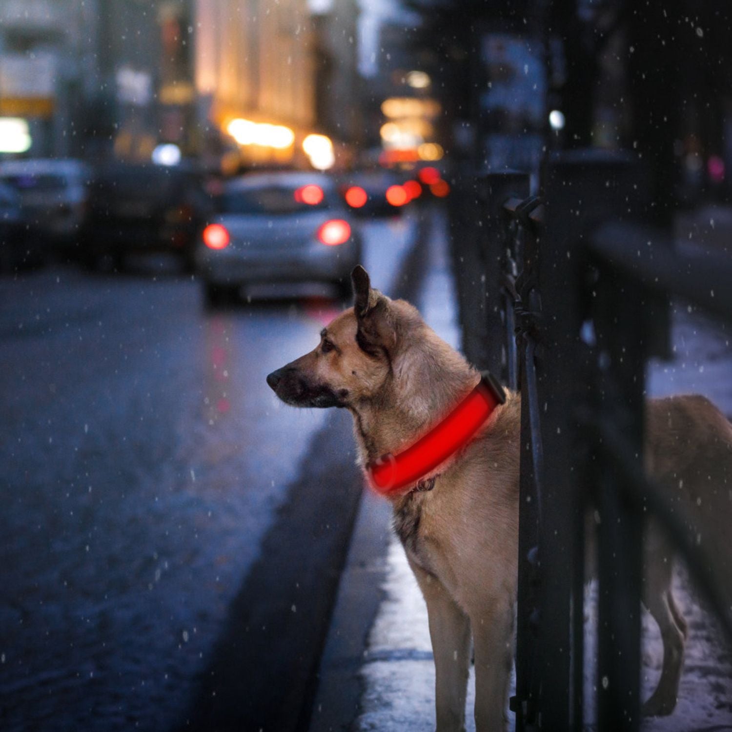 LED Dog Collar with 3 Light Modes and USB Rechargeable