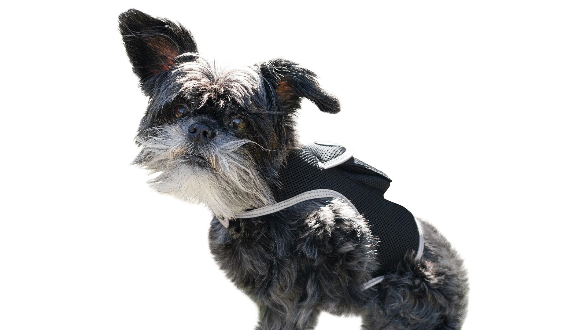 Track Your Pet Anywhere with GPS Comfort Harness – Peace of Mind on Every Adventure