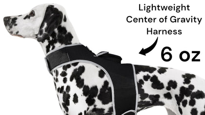 Keep Tabs on Your Furry Explorer – Anytime, Anywhere