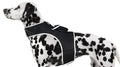 Mini Long Term Rechargeable GPS Dog Collar Tracking Device Waterproof Size:XS