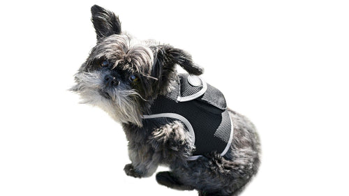 Affordable, No-Contract GPS Pet Tracker – Real-Time Tracking from Your Phone