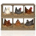 Nesting Boxes for Chickens, Wooden Chicken Nesting Box, Laying Eggs Nest Box for Chickens Hens Ducks, Gray, 6 Compartments