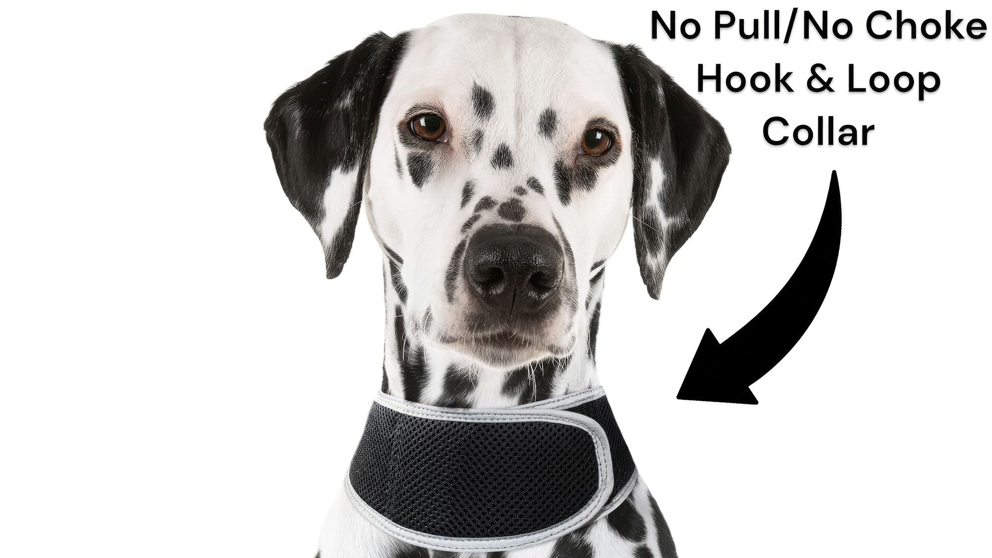 Track Your Pet Anywhere with Affordable Real-Time GPS