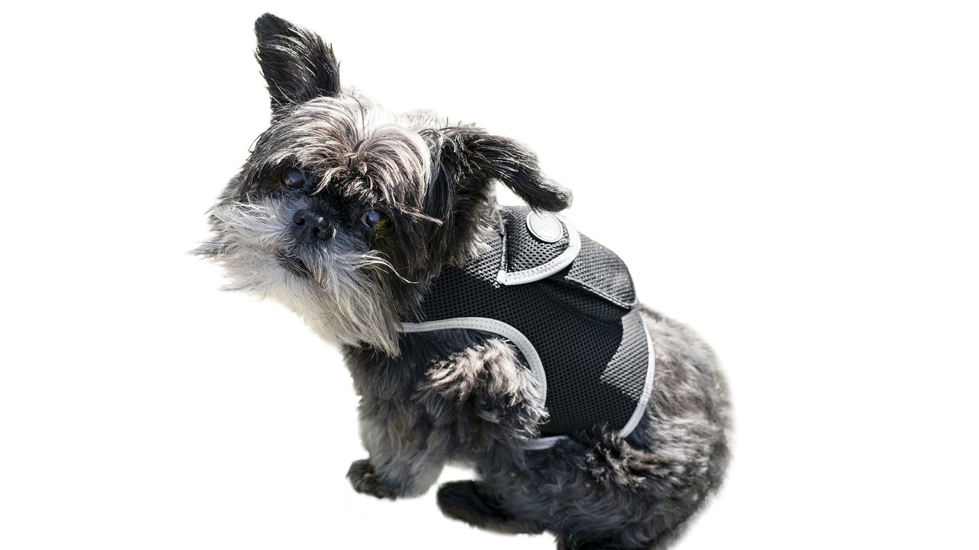 Real-Time GPS Tracking for Your Dog or Cat – Pet Tracker XL