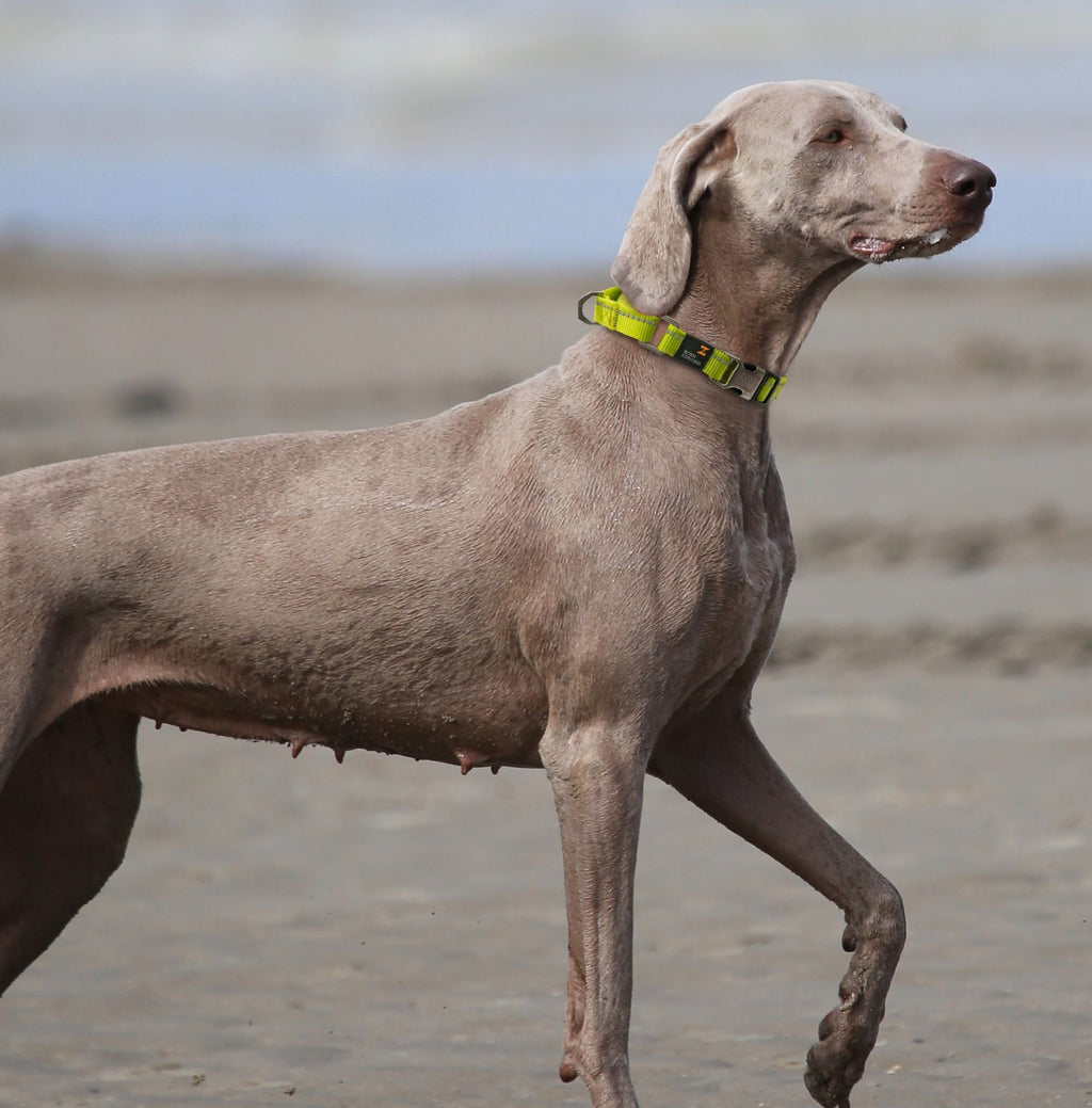 Pet Life 'Advent' Outdoor Series Reflective 2-in-1 everyday Martingale Training Dog Leash and Coll