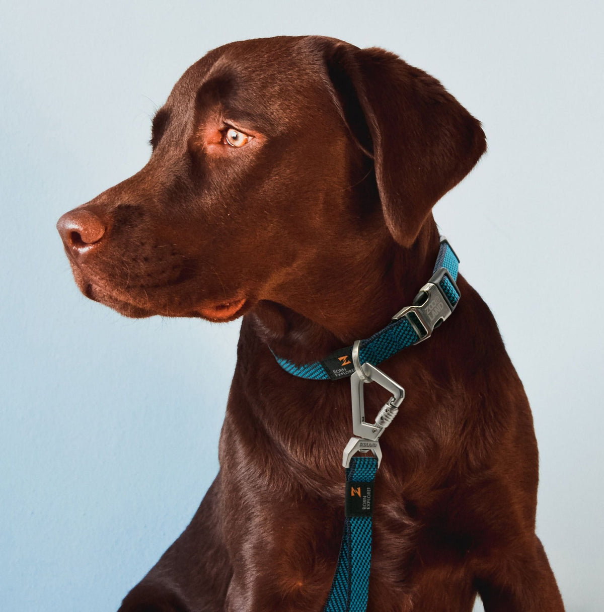 2-in-1 Convertible Dog Leash and Collar for Control on Walks