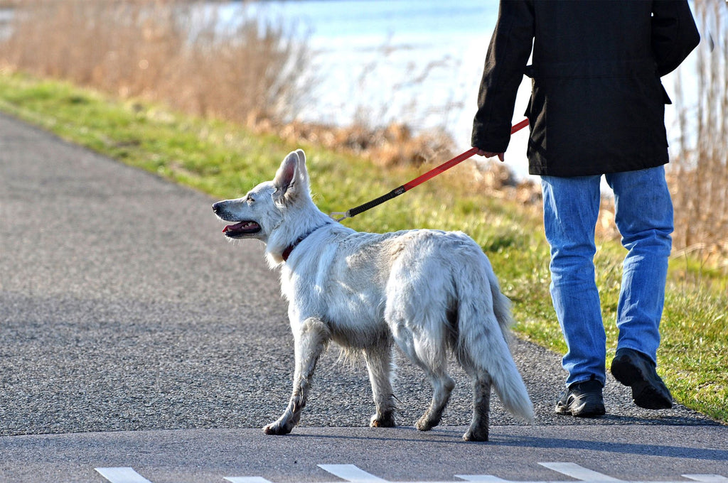 2-in-1 Convertible Dog Leash and Harness with Adjustable Pull Loop