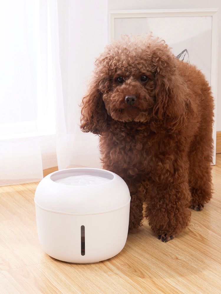 Ultra-Quiet Filtered Water Fountain for Dogs and Cats
