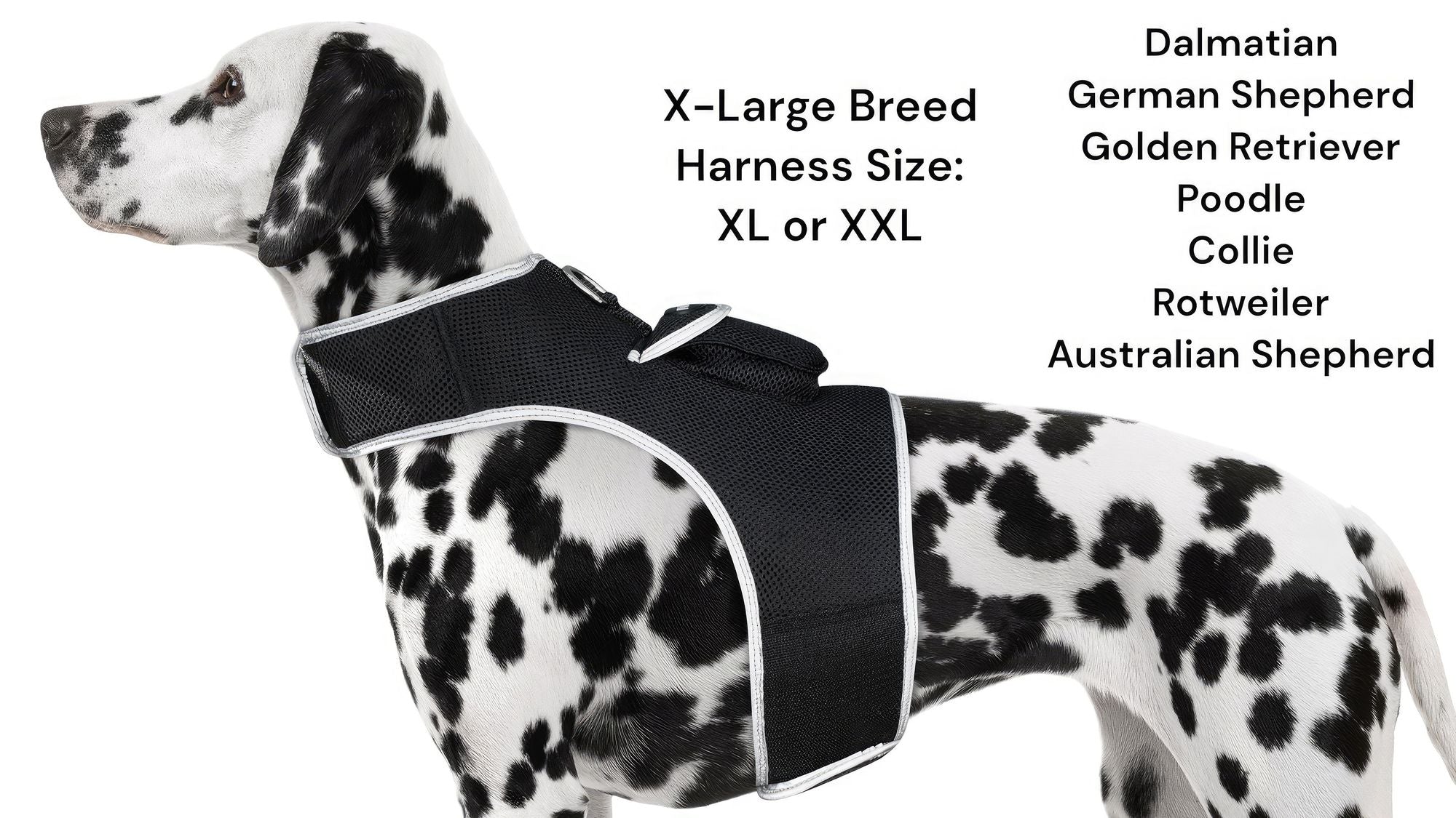 Real-Time GPS Tracking for Your Pet – Peace of Mind in a Comfortable Harness